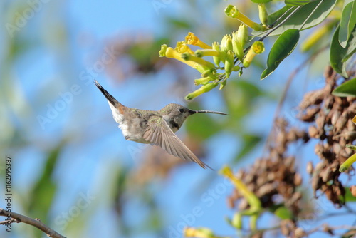Female Oasis Hummingbird - Picaflor del norte hembra - en vuelo alimentándose de Cestrum parqui (Palqui) 