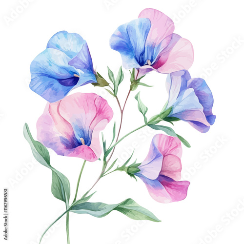 A watercolor of a sweet pea flower, isolated on a white background. Sweet pea vector.
