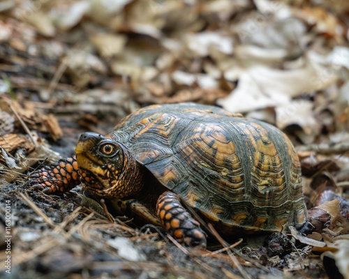 Ground level closeup portrait of an eastern box turtle (T. c. carolina) among forest floor leaf litter