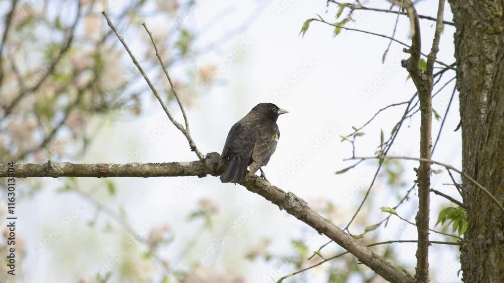 red-winged black bird singing perched on a branch on a windy day red-winged black bird singing perched on a branch on a windy day