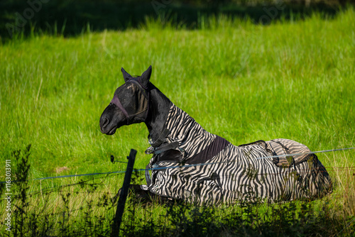 Black horse coveded against insects in a field. photo