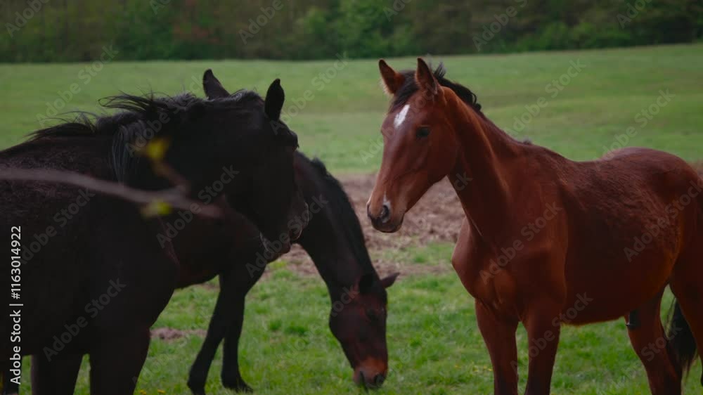 beautiful horses on a green paddock beautiful horses on a green paddock