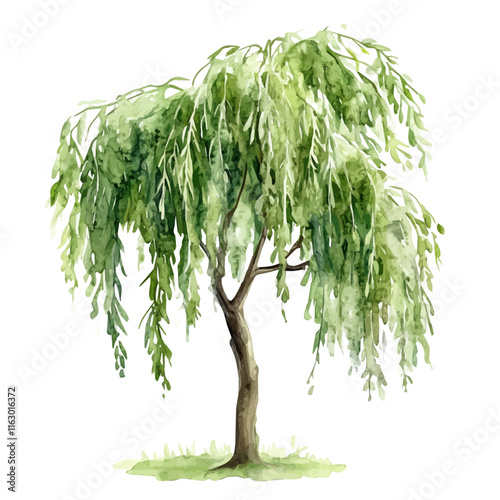 A watercolor vector of a willow tree, isolated on a white background. Willow vector.
