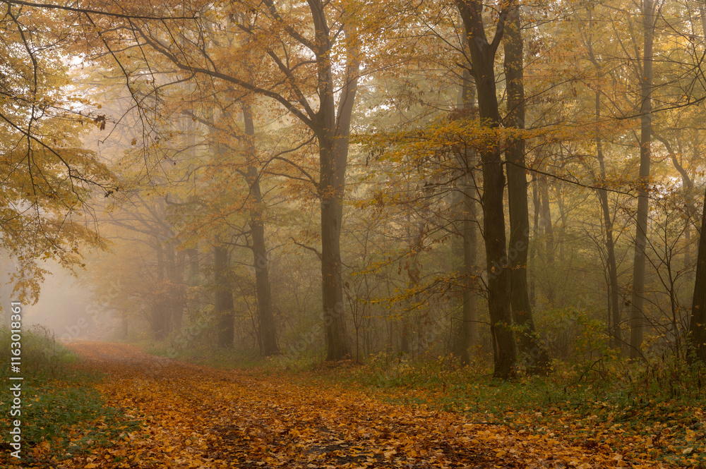 Obraz premium Barwy jesieni