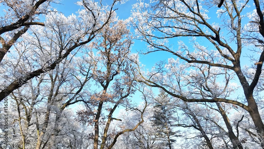 Winter Oaks Forest With Clear Blue Sky. Winter Oaks Forest With Clear Blue Sky.