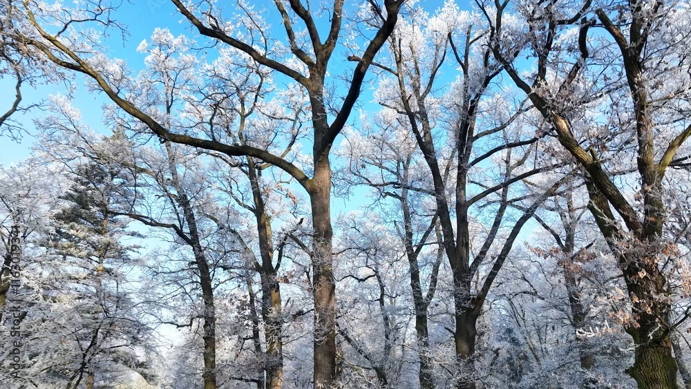 Winter Oaks Forest With Clear Blue Sky. Winter Oaks Forest With Clear Blue Sky.