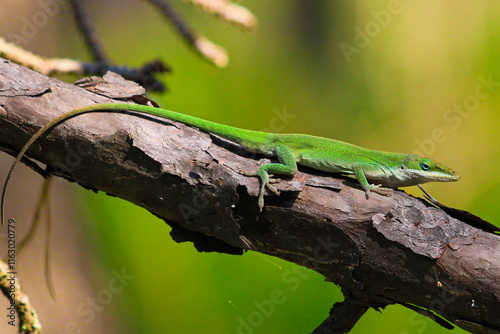 Green anole on a branch in a forest in Eastern Texas