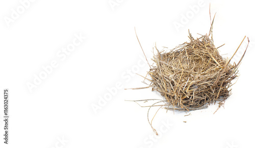 Empty Bird nest from eastern bluebird made with old brown pine needles.  Square shape removed after nesting season from man made bird box.  Isolated on white background with copy space