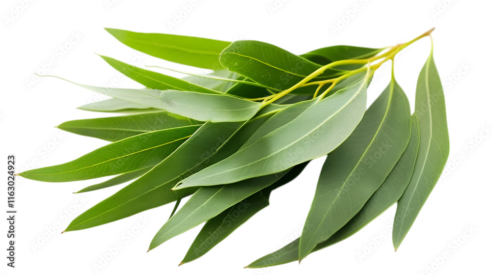 Obraz premium Fresh eucalyptus sprigs, isolated on white background 
