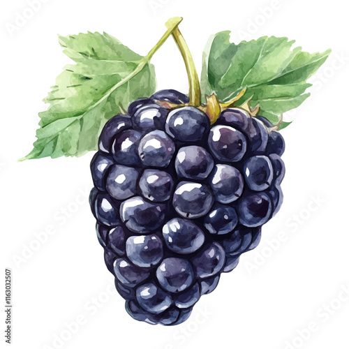 A watercolor vector of blackberries, isolated on a white background. Blackberry vector.
