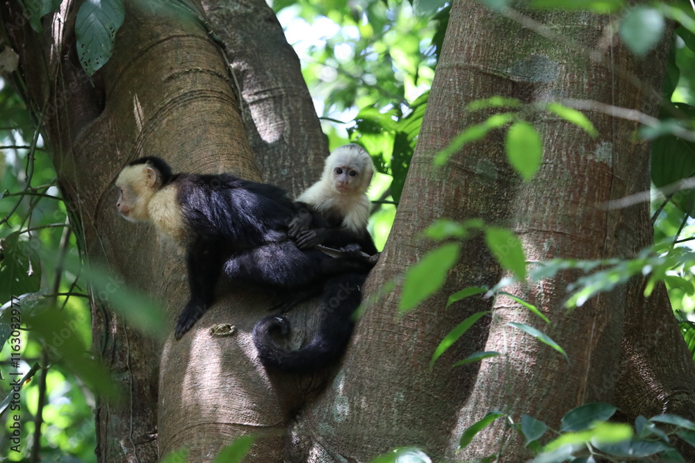 Obraz premium Wild Capuchin Monkey with Baby