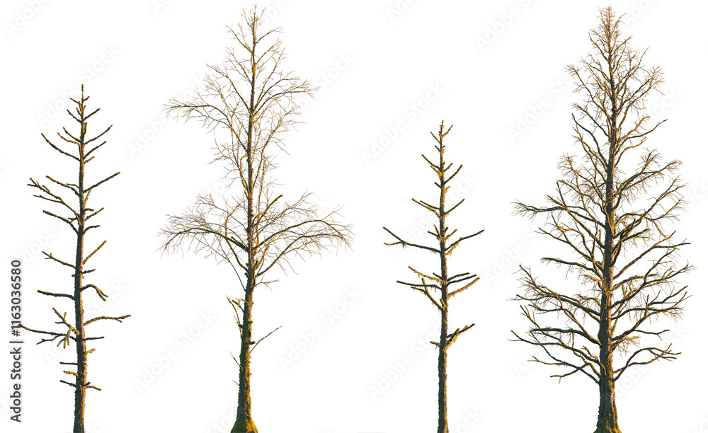 Obraz premium dry mossy leafless swamp Metasequoia glyptostroboides tree frontal set isolated png on a transparent background premium cutout (Dawn Redwood)