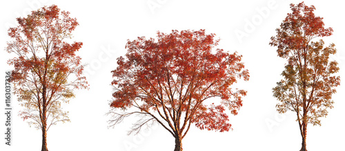 Fototapeta Naklejka Na Ścianę i Meble -  Acer griseum frontal autumn trees\bush maple isolated png on a transparent background premium cutout (paperbark maple or blood-bark maple)