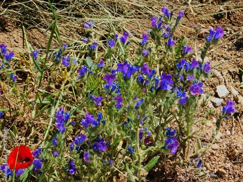 Viper’s bugloss, or Echium vulgare blue wild flowers at springtime photo