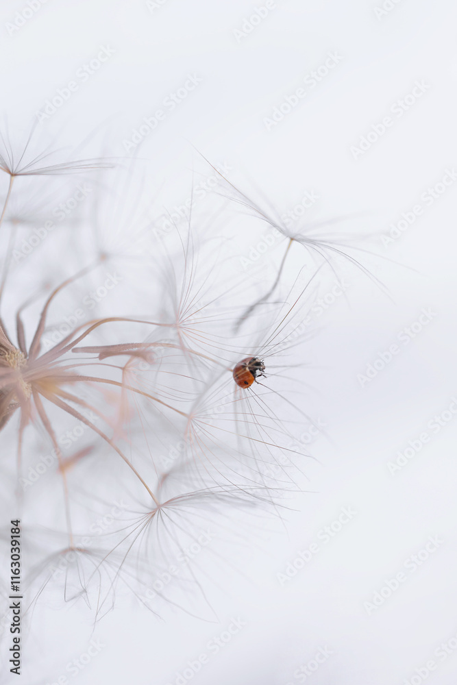 Closeup of a ladybug perched on a fluffy white dandelion against a bright background, capturing nature's beauty. Closeup of a ladybug perched on a fluffy white dandelion against a bright background, capturing nature's beauty.