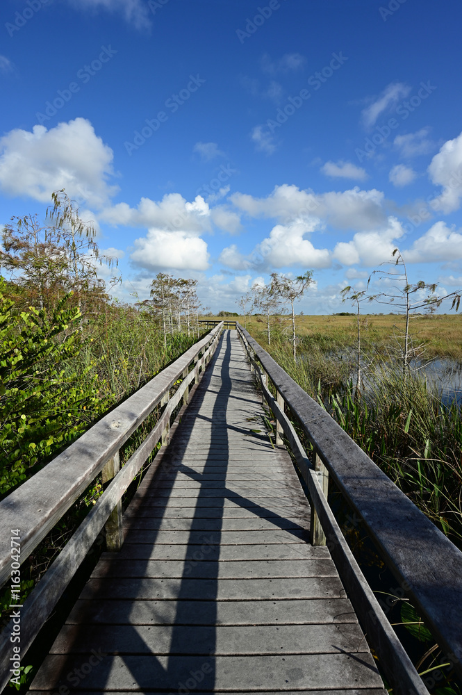 Fototapeta premium Pa Hay Okee boardwalk under sunny autumn cloudscape in Everglades National Park, Florida.