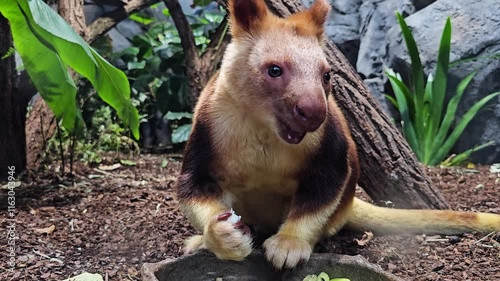 Close up of a goodfella tree Kangaroo sitting on the ground eating veggies photo