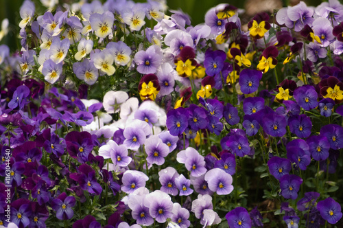 Patch of multicolored viola cornuta pansy flowers. Sorbet series
