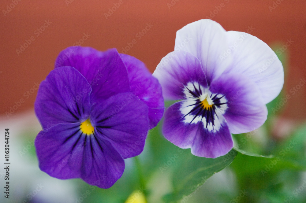 Pansy Flower Duet. Purple viola cornuta and Viola Penny Marina. Viola x wittrockiana Pansy Flower Duet. Purple viola cornuta and Viola Penny Marina. Viola x wittrockiana
