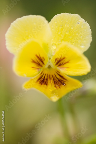 Pansy Envy Flower Close-up. Viola x wittrockiana