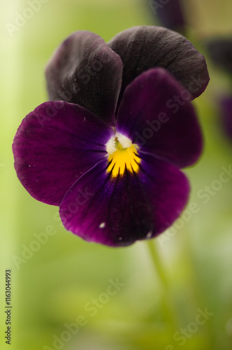 Sorbet Black Delight Viola Pansy Flower. Viola x Wittrockiana