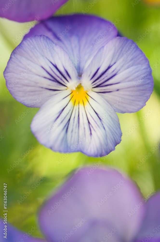 Viola Sorbet Yesterday, Today and Tomorrow Pansy Flower Close-up. Viola cornuta. Horned Viola, Tufted Pansy Viola Sorbet Yesterday, Today and Tomorrow Pansy Flower Close-up. Viola cornuta. Horned Viola, Tufted Pansy