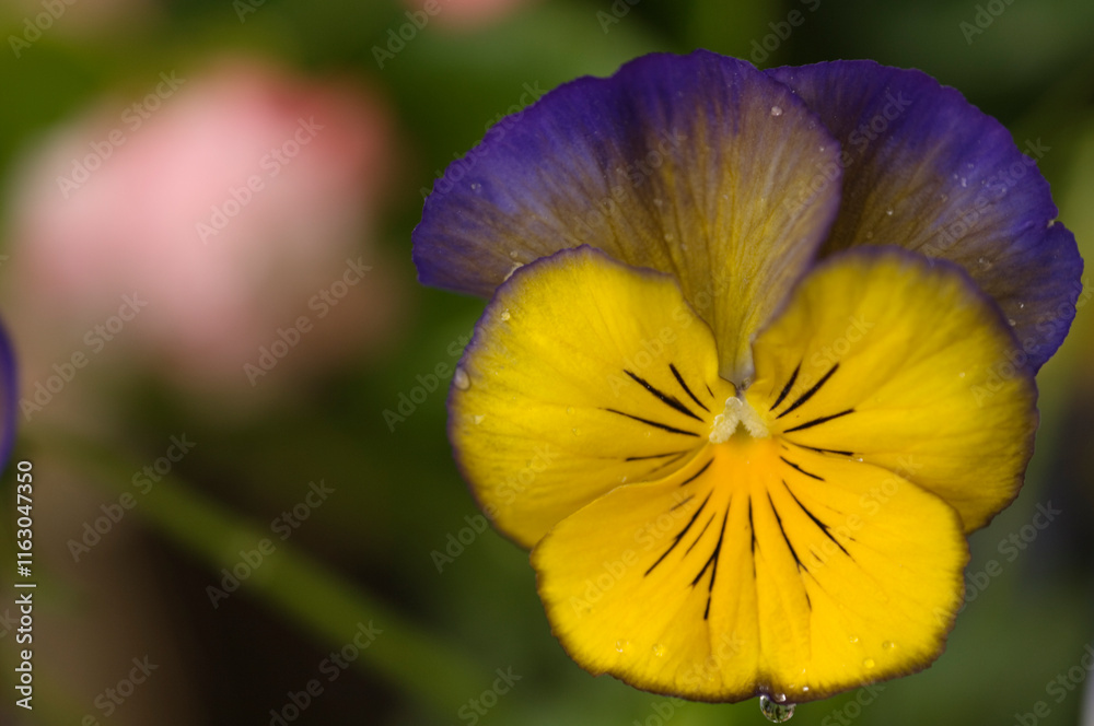 Cool Wave Blueberry Swirl Trailing Pansy Flowers. Viola x wittrockiana
