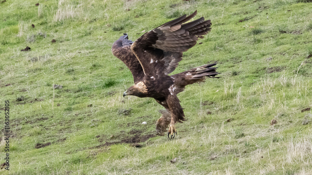 A Golden Eagle with its squirrel catch of the day A Golden Eagle with its squirrel catch of the day