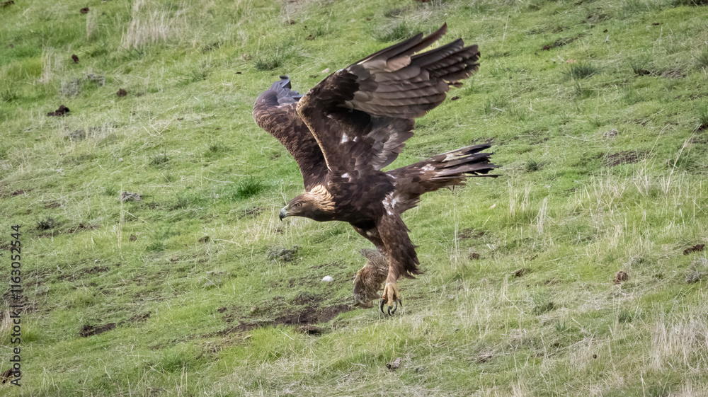 A Golden Eagle with its squirrel catch of the day A Golden Eagle with its squirrel catch of the day