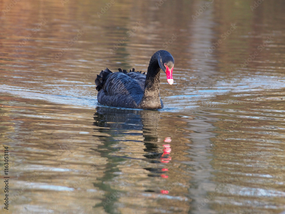 Fototapeta premium A single black swan (Cygnus atratus) on the pond in the Rheinaue park in Bonn, Germany on a sunny day in December