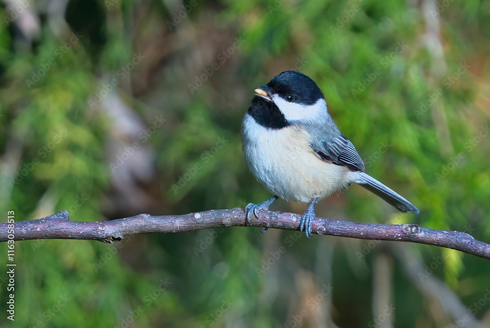Obraz premium Black-capped chickadee on a branch