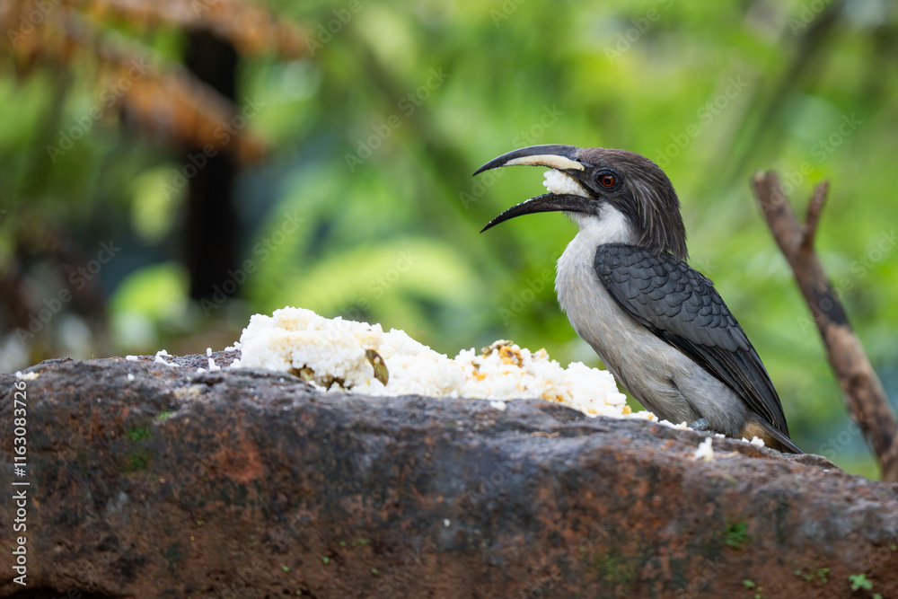 Fototapeta premium The Sri Lanka Grey Hornbill that eats human food