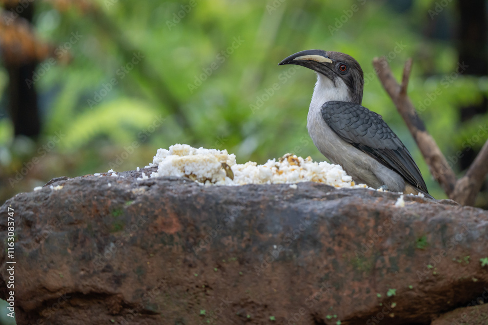 Obraz premium The Sri Lanka Grey Hornbill that eats human food