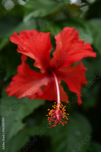 Red Flower