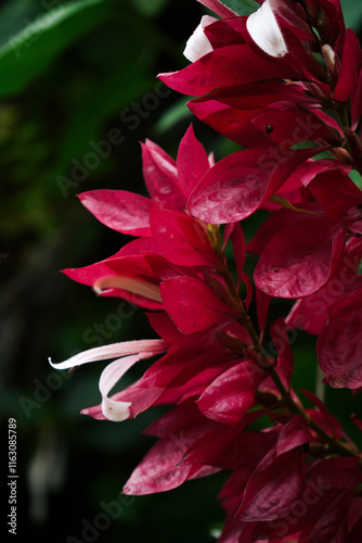 red leaves