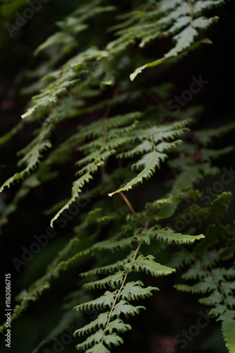 fern in the forest
