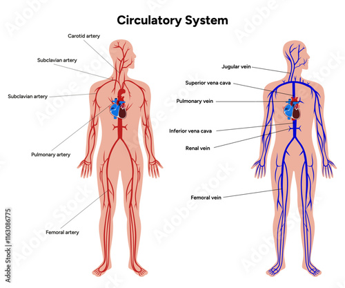 Circulatory human system body medical diagram anatomy