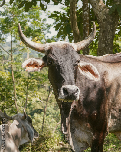 Brown Cow