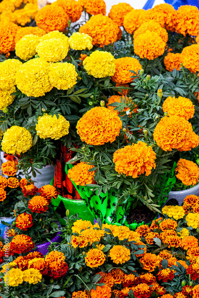 Fototapeta premium Plants of cempansuchil. Cempasuchil flower festival on the famous Paseo de la Reforma in Mexico City.
