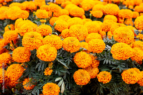 Fototapeta Naklejka Na Ścianę i Meble -  Plants of cempansuchil. Cempasuchil flower festival on the famous Paseo de la Reforma in Mexico City.