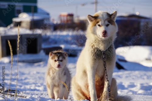 Husky Family