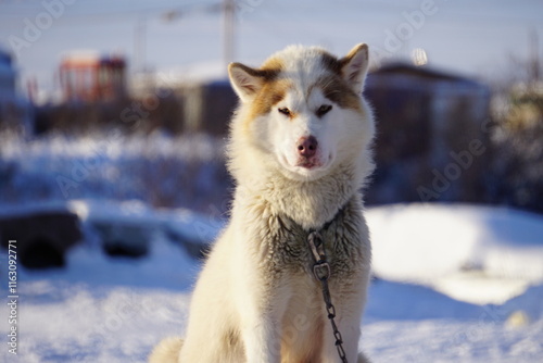 Nunavik Husky
