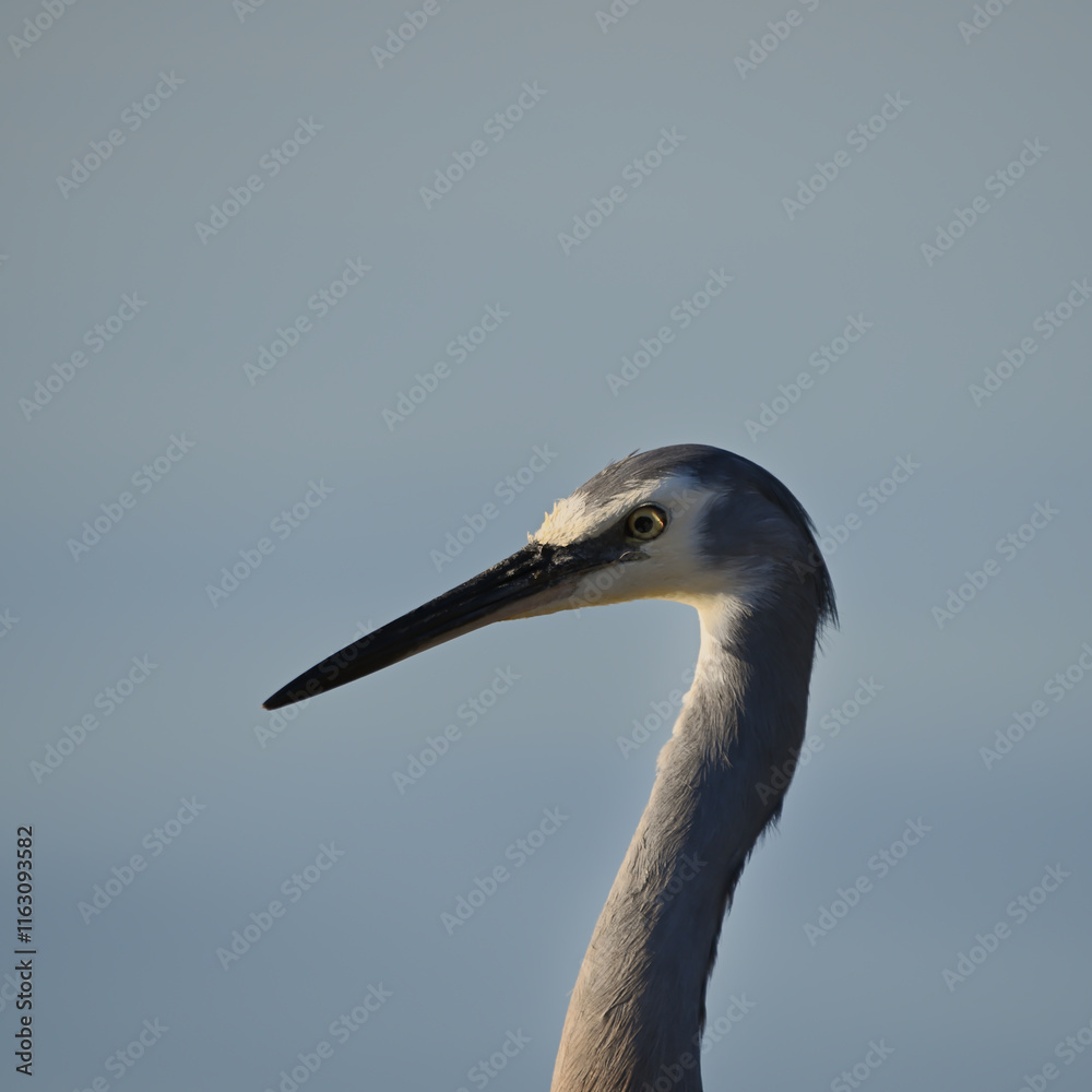Obraz premium Profile, closeup of a Grey Heron bird against a clear background