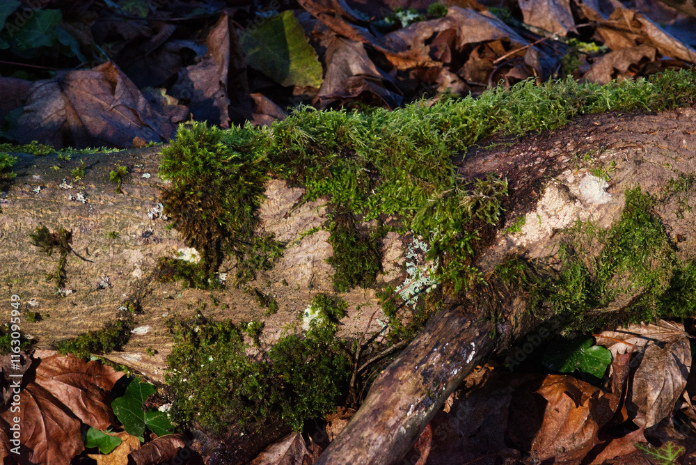 moss on tree moss on tree