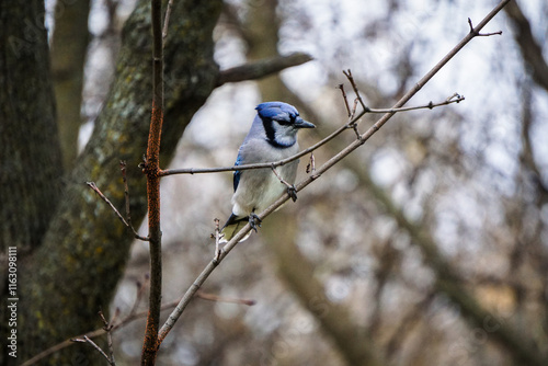 blue jay on a branch