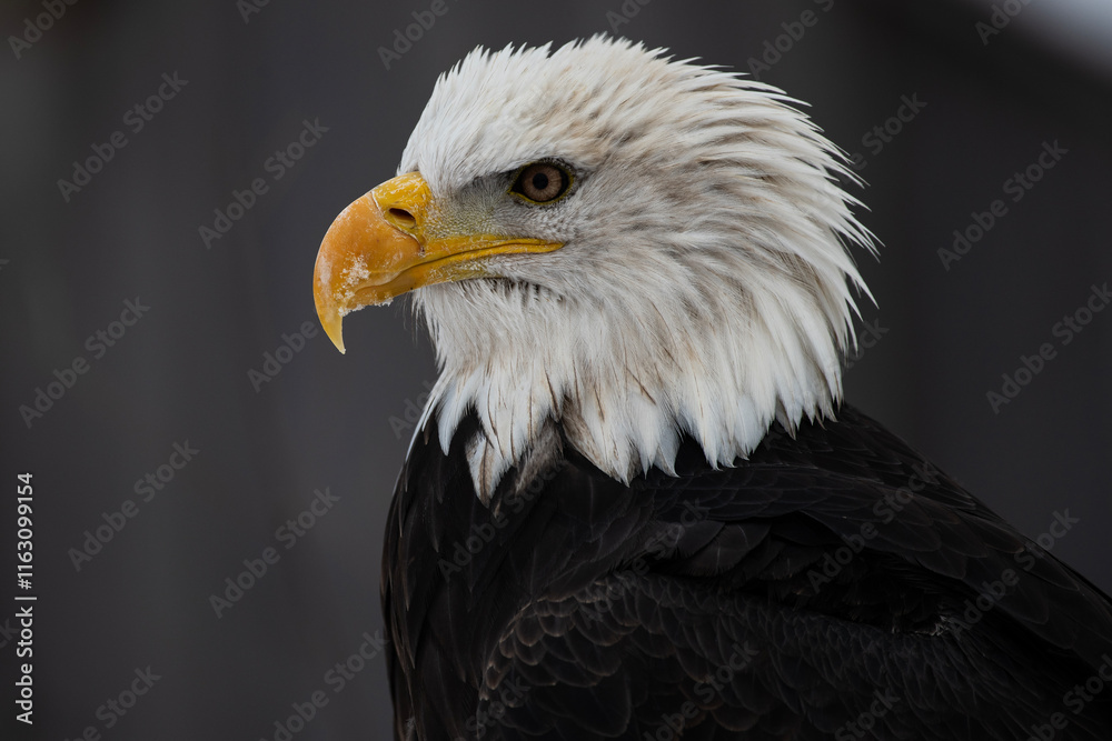 Obraz premium Bald Eagle Portrait Close Up
