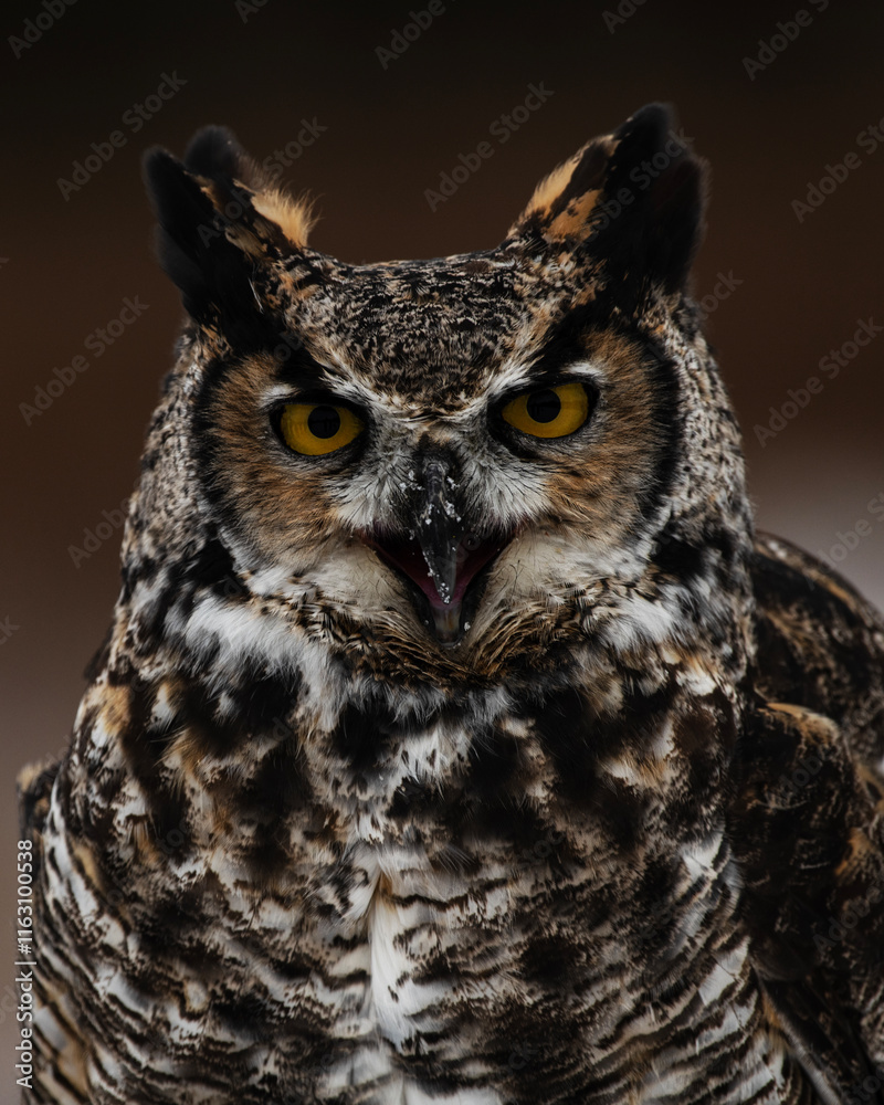 Fototapeta premium Great Horned Owl