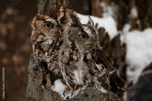 Eastern Screech Owls Perhed on Tree