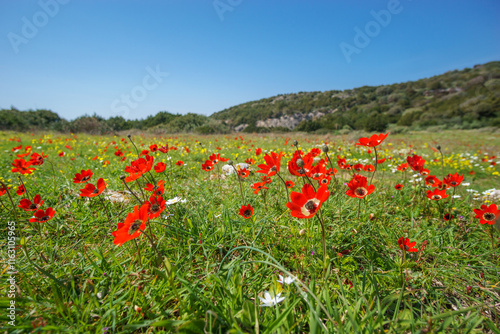 Wild meadow with different colorful flowers on the green grass in rural Greece at voidokilia beach, Messinia, Peloponnese, Greece photo