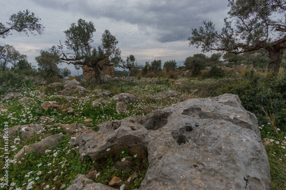 Old olive grove with flowers on idyllic rocky meadow in spring time, Stavropegial, Messinia, Peloponnese, Greece Old olive grove with flowers on idyllic rocky meadow in spring time, Stavropegial, Messinia, Peloponnese, Greece